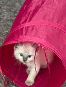 Zwei Ragdoll-Siam-Mix-Kater aus liebevollem Zuhause – Abgabe ab August (Privat) in 57567