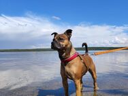 Hund Kenzo sucht ein neues zu Hause - Bernburg (Saale)