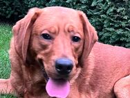 Labrador Rüde, foxred, 1,5 Jahre - Rostock Brinckmansdorf