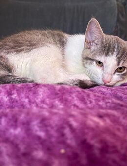 Katze abzugeben 4 Monat alt - Monheim (Rhein)