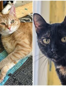 🌸 Mutter-Tochter-Duo Amber & Yuna 🌸 - Eislingen (Fils)