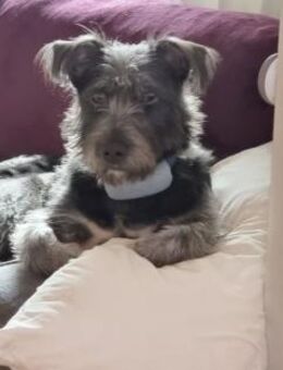 Muffin auf Pflegestelle in 24220 Flintbe - Olfen