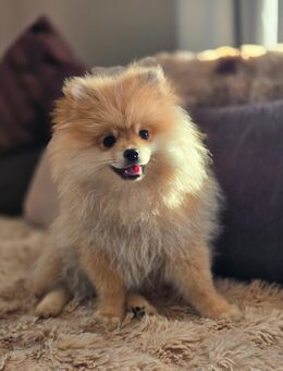 Wunderschöner Pomeranian-Welpe zu verkaufen – geboren am 26.02.2025 - Amberg