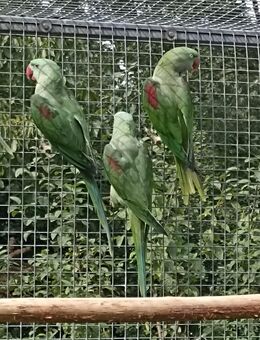 Große Alexander in Wildfarbe - Rahden