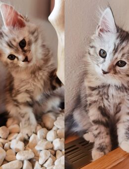 Maine Coon Kitten suchen liebevolles zu Hause auf Lebenszeit - Manching