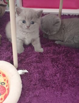 BKH Kitten Mädchen - Dortmund