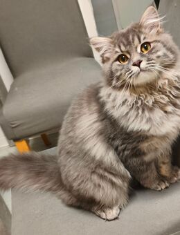 BKH/Blh Junge Abgabefertig - Wuppertal