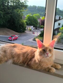 Main Coon Deckkater (cream classic tabby) - Schlüsselfeld