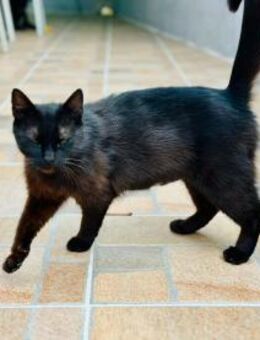 Lackfellchen Nia sucht ihre Familie - Margetshöchheim