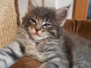 Wunderschöne Maine Coon Kitten - Bremen