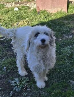 Tolle Maja sucht ein warmes Plätzchen - Laufen