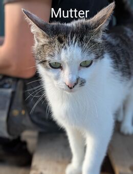 Kitten / Katzenbaby - Scharbeutz