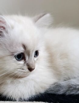 Neva Masquarade Sibirische Waldkatze Kitten Babys - Wiedergeltingen