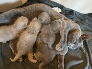 BKH Kitten Blue/Lilac - Schönwald (Bayern)