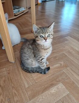 BKH kitten - Hamm