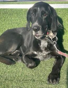 Familienhund Duque sucht Zuhause - München