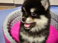 Pomsky kniehoch Minihusky Zwergspitz 6kilo - Dannstadt-Schauernheim