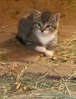 2 kleine Kätzchen suchen ein neues Zuhause - Nennhausen