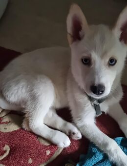 Weisser sibirische Husky - Hannover Herrenhausen-Stöcken