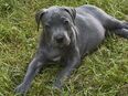 Cane Corso Welpe in 44328