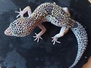 Leopardgecko weibchen Mack Snow - Winterthur