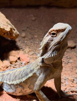 Bartagame Pogona Vitticeps - Dresden