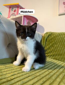Baby Katzen BKH gemischt - Ingolstadt