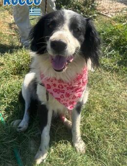 Rocco - freundlich und sozial - Heppenheim (Bergstraße)