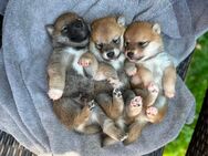 Shiba Inu Welpen suchen Traumzuhause - Aiglsbach