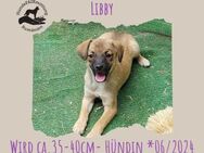 Libby - Rotenburg (Fulda)