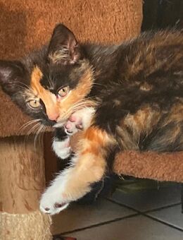 Katzenbabys Kitten , roter Kater , Glückskätzchen - Dernbach (Landkreis Neuwied)