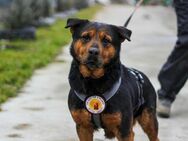 Bentje - Wo sind die Rottweiler-Fans? - München