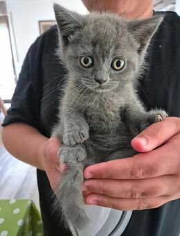 Bkh kitten grau - Rhede