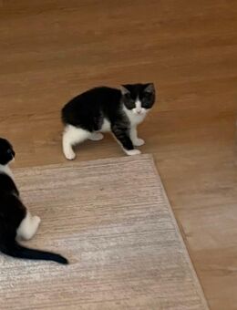 Liebevolles Main-Coon-Mix-Kätzchen sucht neues Zuhause - München Trudering-Riem