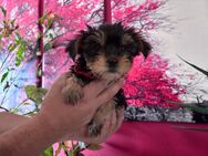 Yorkshire Terrier - Bleicherode