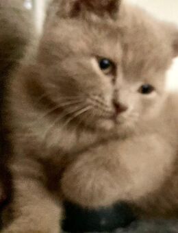 BkH Kitten/Junge Lilac reinrassig Vater Stammbaum - Bremen