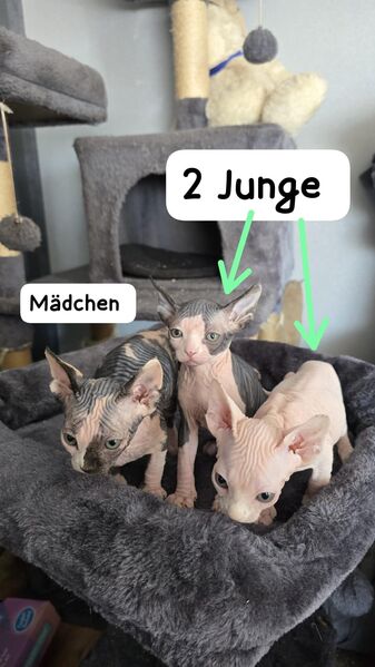 Sphinx Kitten - Wolfenbüttel