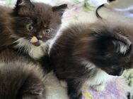 Katzenbabys abzugeben - Wittstock (Dosse)