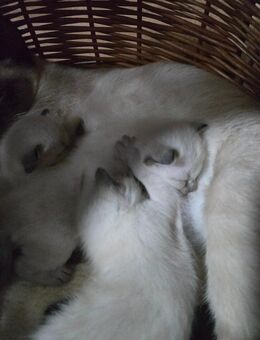 Siam Kitten, geboren am 18.10.2025. Abgabe erfolgt frühestens mit 12 Wochen (ca. Mitte Januar 2026). - Herrsching (Ammersee)