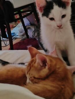 Süßes rot/weißes Katzenbaby einer Glückskatzenmama in Berlin - Berlin