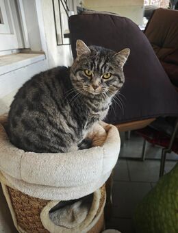 Verschmuste Katzenfamilie, Oma, Tochter und Enkelsohn suchen eine neue Familie mit Garten, Freigänger - Pörnbach