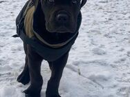 Cane Corso Welpe sucht noch ein Zuhause - Drees