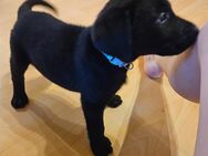 Labrador Welpen suchen ein zu Hause (6 Rüden)9 - Schweich