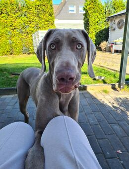 Weimaraner Rüde - Neumünster