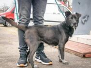 Beli möchte ankommen - Wallerfangen