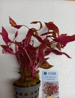 Aquariumpflanzen frisch eingetroffen. - Hohenroth