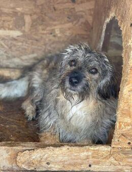 Lieber kl.BOOMER sucht seine Familie - Neuberg