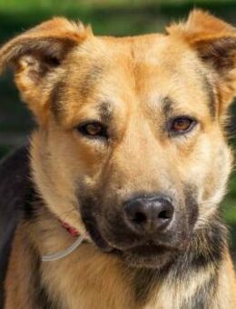 Comino ist sehr ängstlich - Donaueschingen