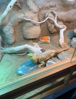 Bartagame inkl. Terrarium abzugeben. - Seevetal