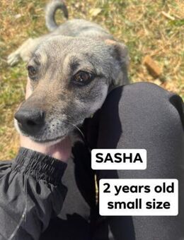 Sasha; verzweifelte Kettenhündin - Geilenkirchen